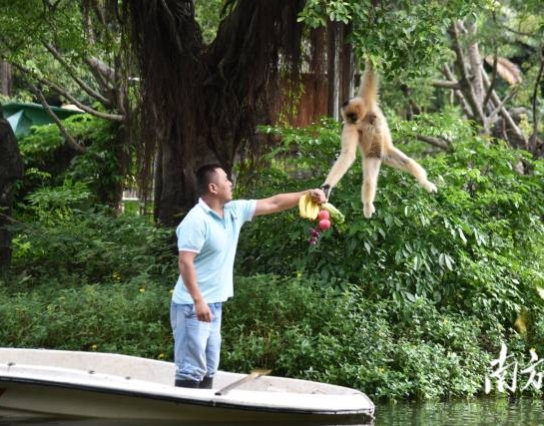 過節(jié)了！深圳野生動物園長臂猿喜獲“水果大餐”