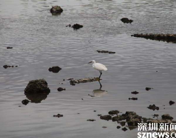 環(huán)境好不好 鳥兒說了算 候鳥在深圳灣“吃得好玩得歡” 一年回歸3種國(guó)家重點(diǎn)保護(hù)野生動(dòng)物